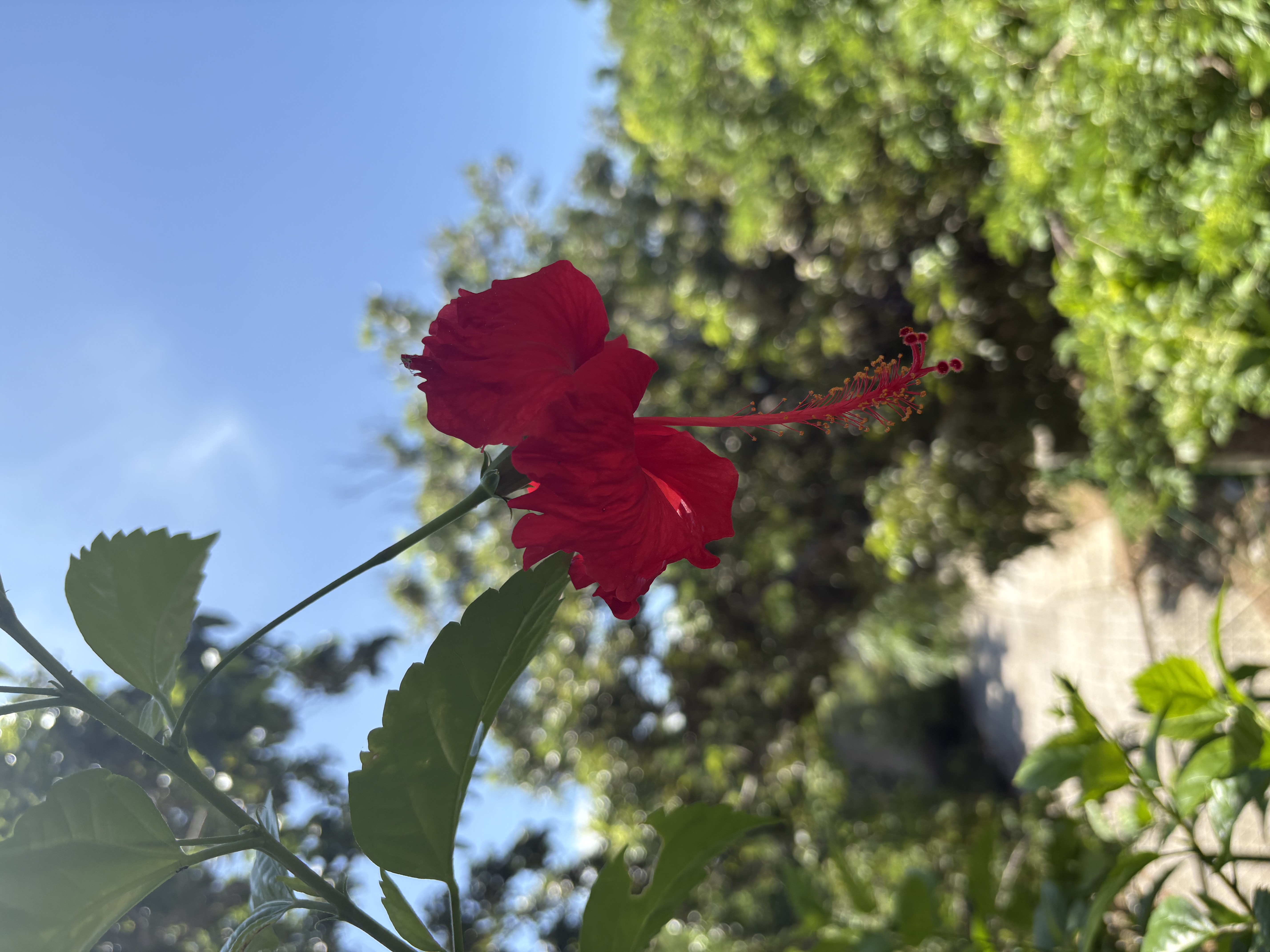 Tropical flower at Casa Caoba